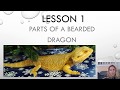 Lesson 1 bearded dragon parts