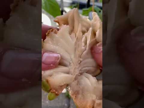 וִידֵאוֹ: טיפול בצמחים של Cherimoya: טיפים לגידול עץ תפוחי רפרפת