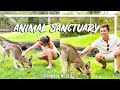 KOALA SANCTUARY CURRUMBIN WILDLIFE SANCTUARY | Queensland Australia Vlog