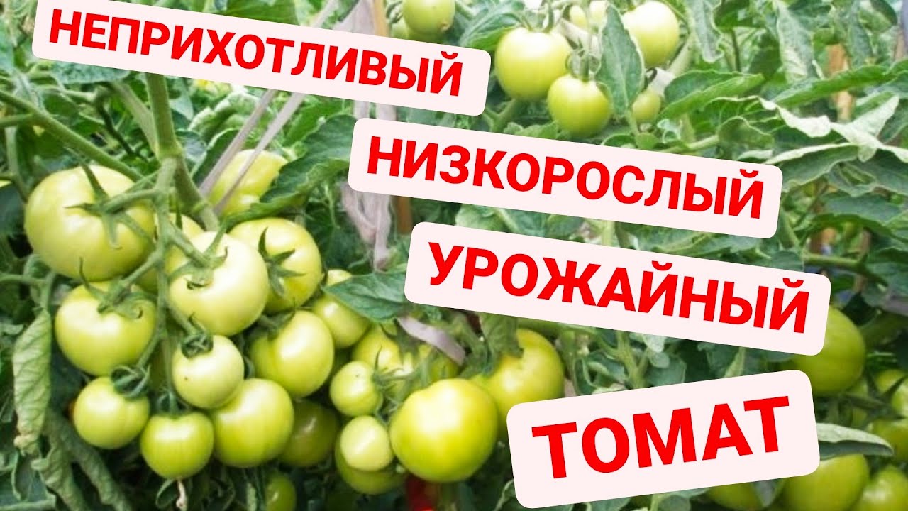 Томат Андромеда розовая: описание сорта помидоров, характеристики