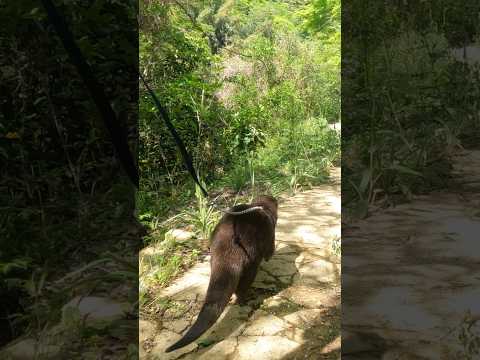 Video: Har las cruces en zoologisk have?