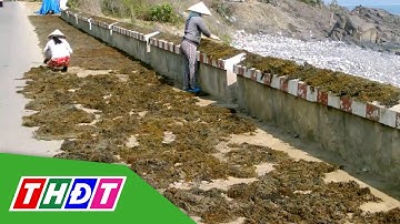Mùa lặn nhổ rong mơ của người dân Khánh Hòa | THDT