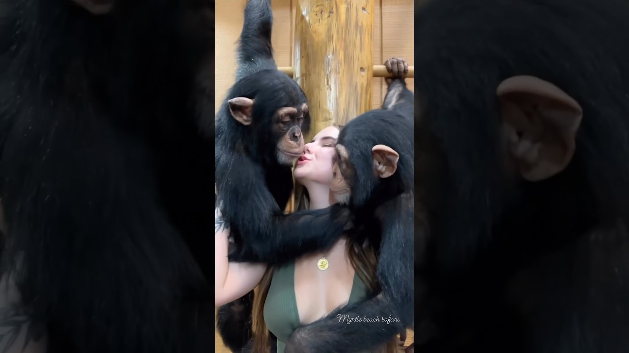Monkey and Gorgeous Girl Share Unbelievable Kiss!