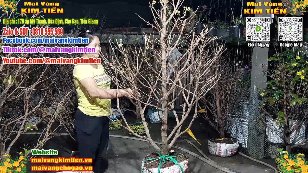 Phôi Mai Thủ Đức Giá Rẻ Bao Ship Bao Sống Toàn Quốc - Mai Vàng Kim Tiền Chợ Gạo