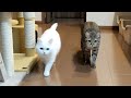 ２日家を空けたら猫がストーカーになりました…。