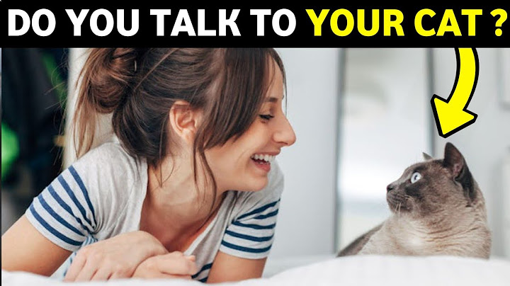 What Your Cat Thinks When You Talk to It