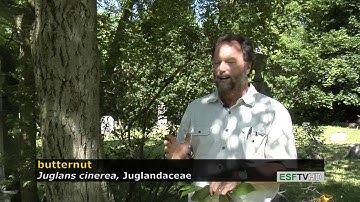 Trees with Don Leopold - butternut