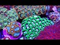 The Worldwide Corals Frag Farm