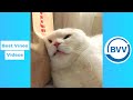 [1 HOUR] TRY NOT TO LAUGH - funny Cats Videos of all the time ( cat fails)