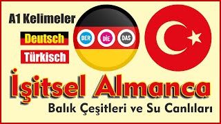 A1 İşitsel Almanca Balıklar Ve Su Ürünleri Deutsche Fische