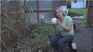 Gardening Tips : How to Grow Honeydew Melon