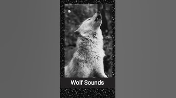 Wolf Sounds ( howling sound ) ❤️