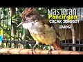 Masteran Cucak Jenggot Betina Memanggil Jantan Beset Ngepik Pancingan Cucak Jenggot Gacor Mp3 - Mp4 Download