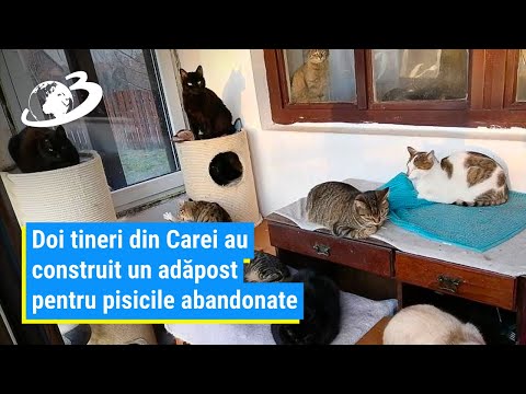 Doi tineri din Carei au construit un adăpost pentru pisicile abandonate