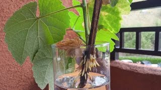 Growing California Wild Grape Cuttings, Days 0-39