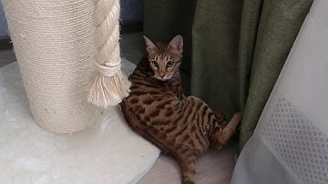 Maurice got a new catnip toy!