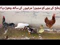 Ducks Are Enjoying Time with Hens