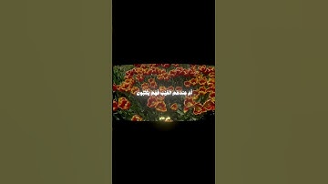سورة الطور | #quran #قرآن #المصحف #علي_جابر