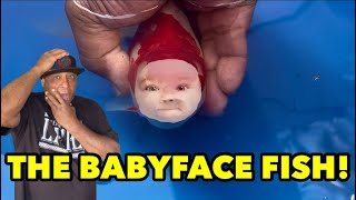 Super Rare Fish with a Babyface (Shishi Dama)