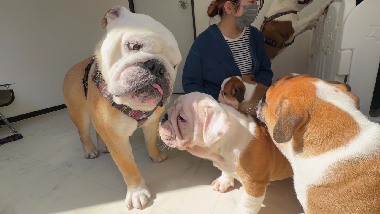 Here is Burumaru trying to act like a senior to the 3-month-old