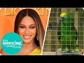 Meet the Parrot That Can Belt Out Beyonce | This Morning