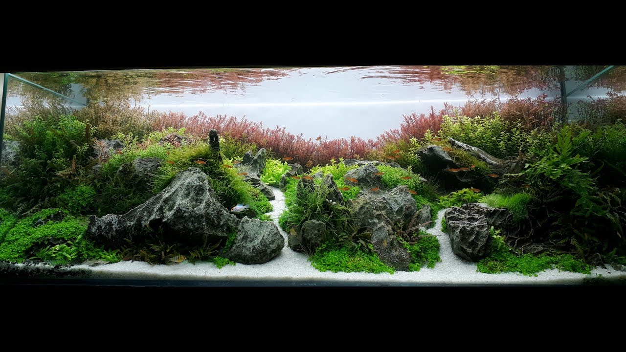 Aquário Plantado Narrow Way CBAP 2018