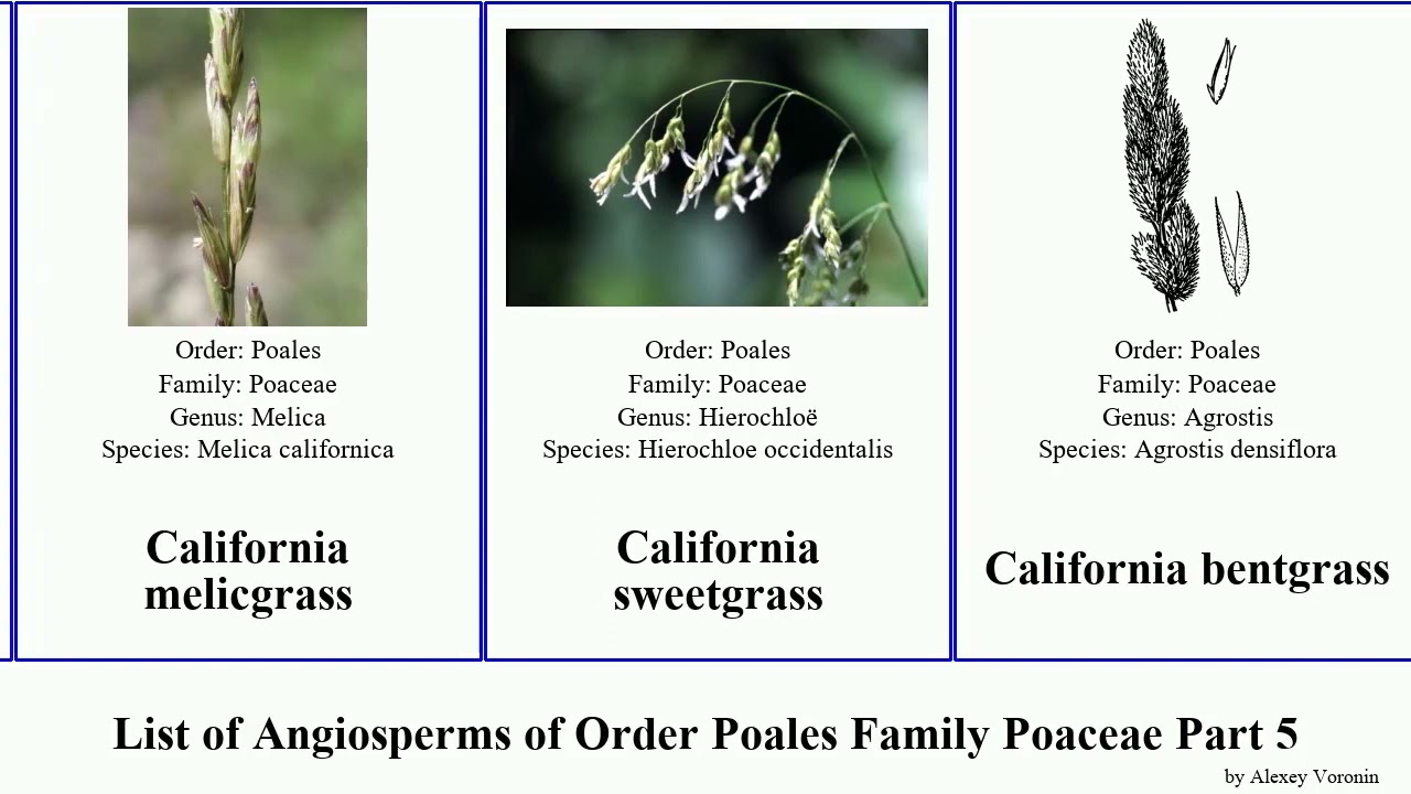 List of Angiosperms of Order Poales Family Poaceae Part 5 california calamagrostis cenchrus bromus