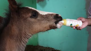 How to Feed Baby horse