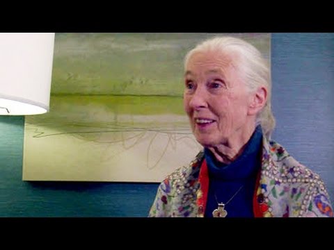 A Conversation with Jane Goodall @morganrau