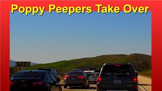 Super Bloom 2019 Freeway Chaos by How We Do It 299 views 5 years ago 2 minutes, 2 seconds