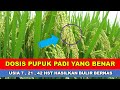 Dosis pupuk tanaman padi sawah per hektar mulai usia 7 21 42 hst  pemupukan berimbang padi sawah