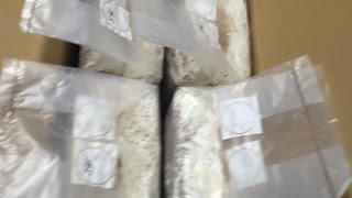 神長きのこ園でs3&s4購入！！（菌糸）