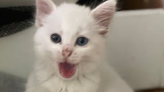 قط صغير وجميل لكنه عالق على وشك السقوط. نريد انقاده.صوت القطط. 😂🤣😂🤣 by animals animaux  5 views 10 months ago 1 minute, 50 seconds