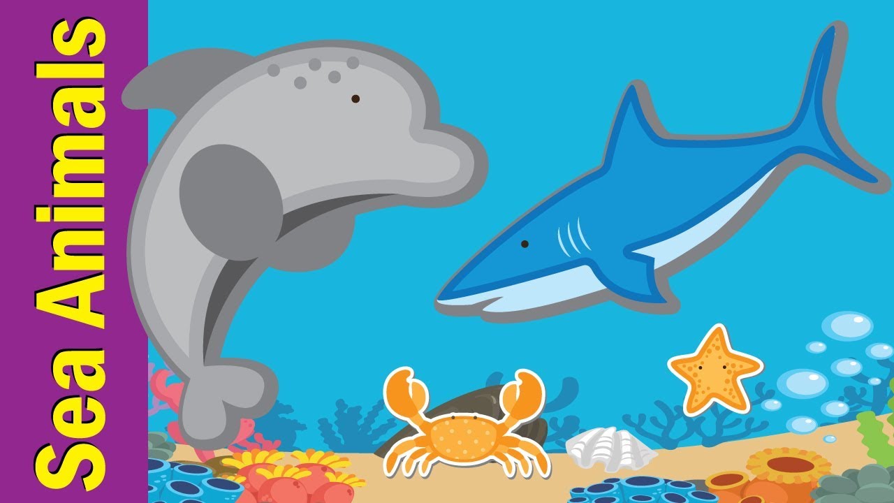 Learn Sea Animals & Water Animals for Kids | Video Flash Cards |  Kindergarten | Fun Kids English - YouTube