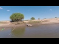 Giant Crocodile Scares Fishermen in Western Australia