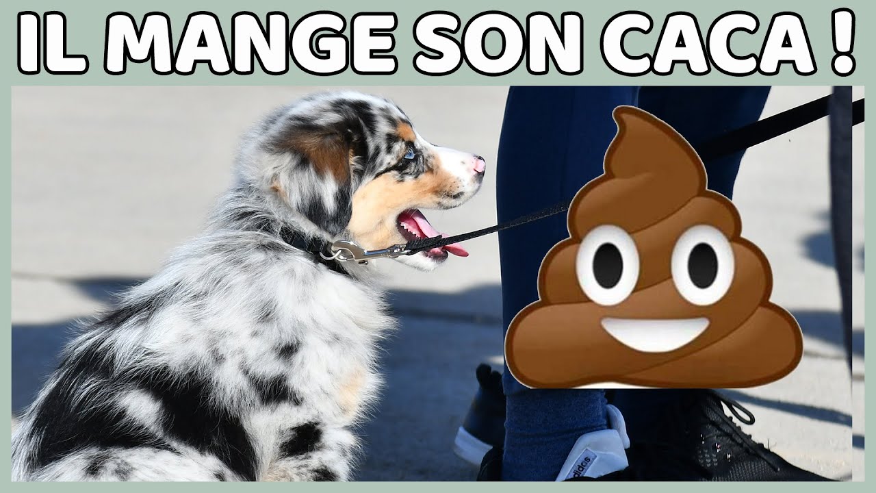 ton chiot mange son caca youtube