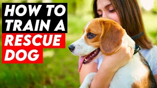 7 Essential Tips for Training a Rescue Dog