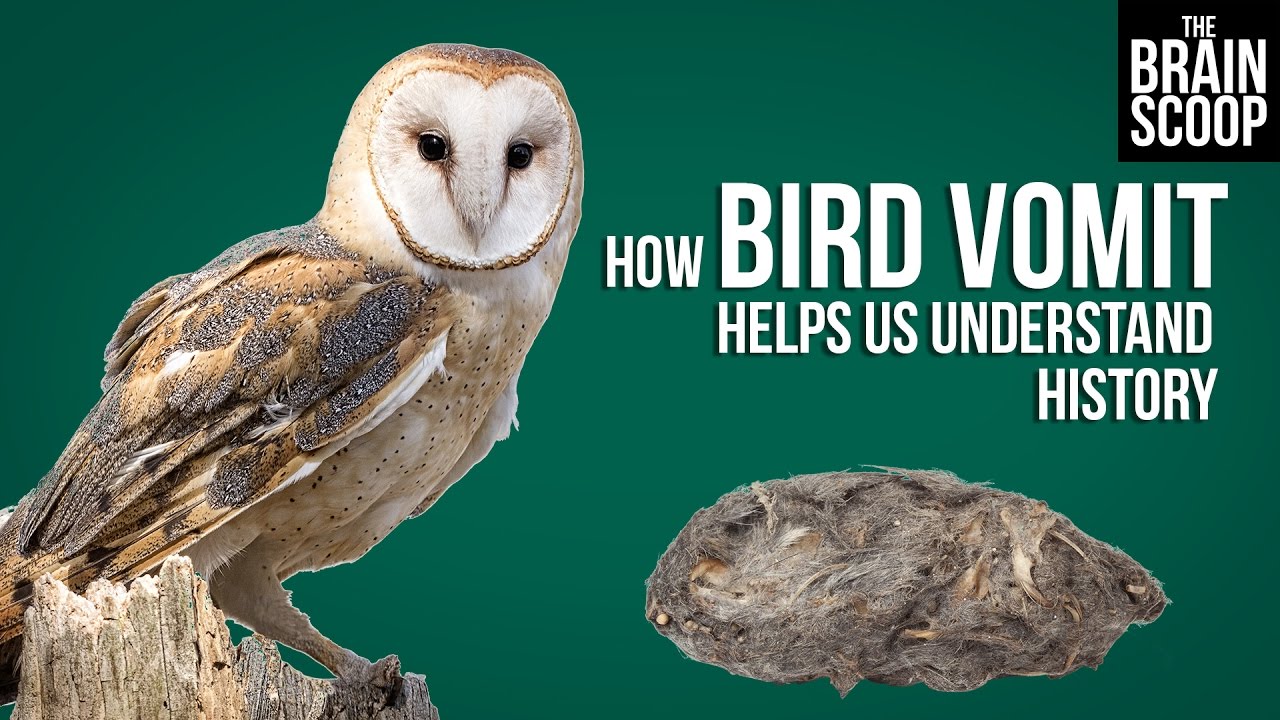 How to bird. Owl Pellet. Энимал хистори. Help us understand.