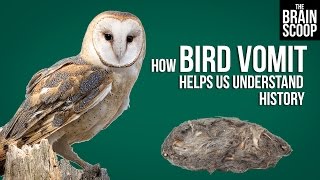 How Bird Vomit Helps Us Understand History