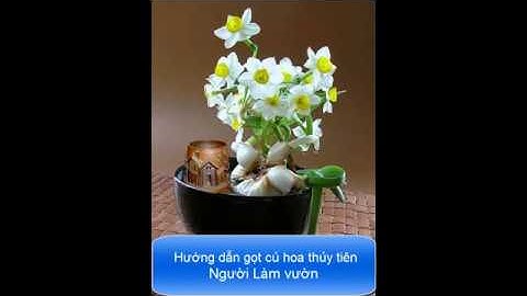 cách gọt củ hoa thủy tiên - Narcissus (Daffodil) flower