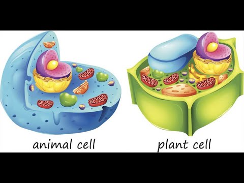 فيديو: لماذا الخلايا الحيوانية أكبر من الخلايا النباتية؟
