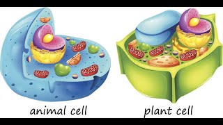 شرح مقارنة بين الخلية النباتية والخلية الحيوانية