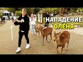 Братишкин КОРМИТ ОЛЕНЕЙ в ПАРКЕ / Мазеллов