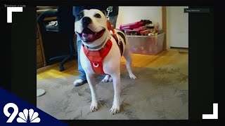 Petline9: Meet Georgie, a 2-year-old Staffordshire Terrier screenshot 4
