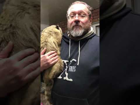 Коати в вашей