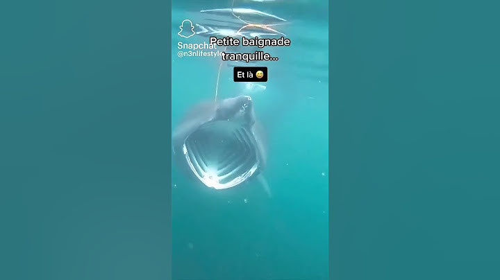 wow un requin pèlerin
