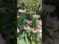 Новый день. Крым. #flowers #сад #садоводничество #plants