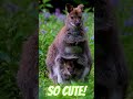 so cute kangarou!