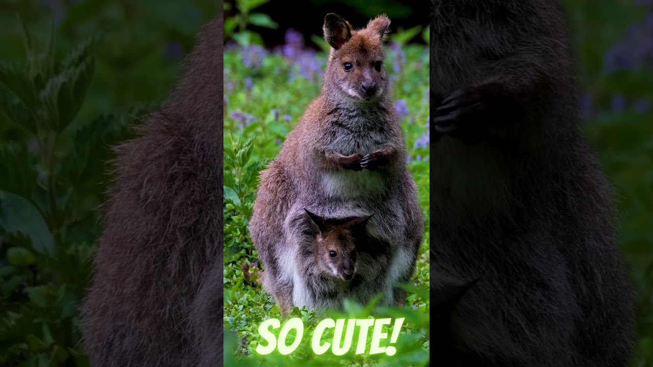 so cute kangarou!