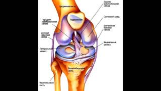 Болезни суставов коленей: их симптомы и эффективное лечение
